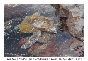 Green Sea Turtle