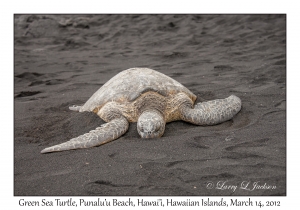 Green Sea Turtle