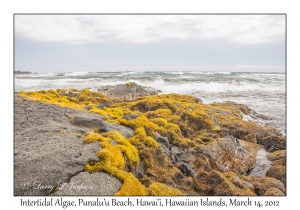 Intertidal algae