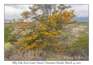Silky Oak