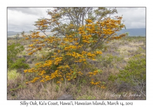 Silky Oak