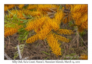 Silky Oak