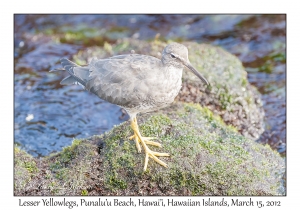 Lesser Yellowlegs