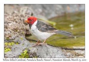 Yellow-billed Cardinal