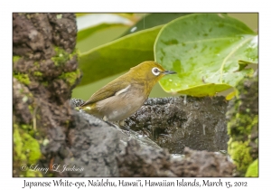 Japanese White-eye