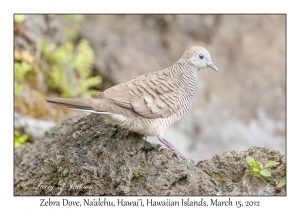 Zebra Dove