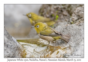 Japanese White-eyes