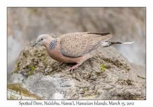 Spotted Dove