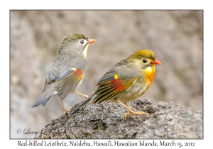 Red-billed Leiothrix