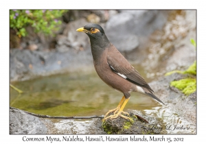 Common Myna