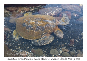 Green Sea Turtle