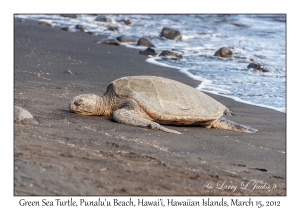 Green Sea Turtle