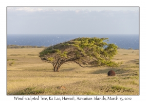 Wind-sculpted Tree