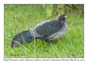 Kalij Pheasant