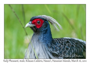 Kalij Pheasant