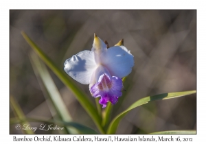 Bamboo Orchid