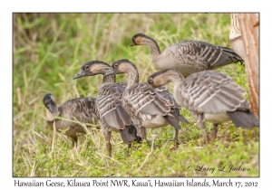 Hawaiian Geese