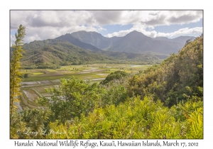 Hanalei National Wildlife Reserve