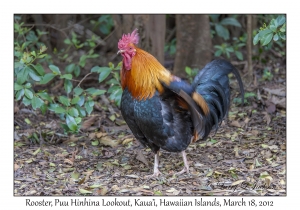 Rooster