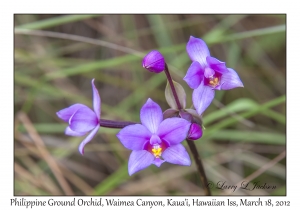 Philippine Ground Orchid