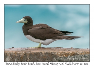 Brown Booby