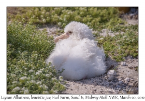 Laysan Albatross