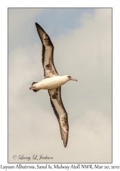 Laysan Albatross