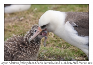 Laysan Albatross