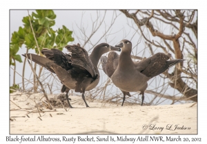 Black-footed Albatross