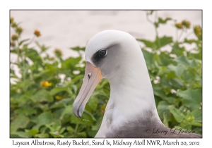 Laysan Albatross