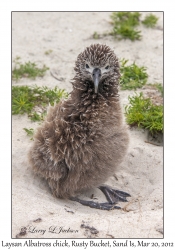 Laysan Albatross chick