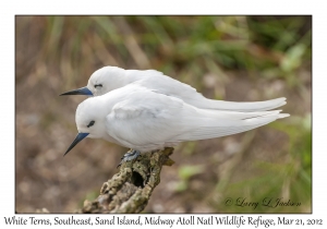 White Terns