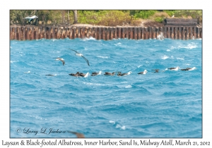 Laysan & Black-footed Albatross