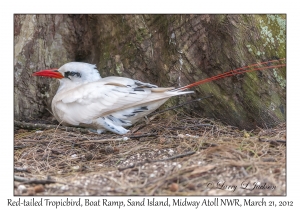 Red-tailed Tropicbird