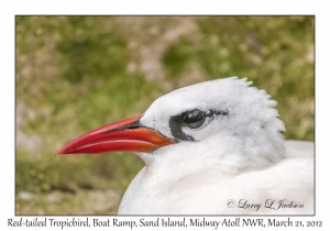 Red-tailed Tropicbird