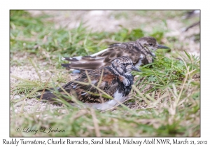 Ruddy Turnstones