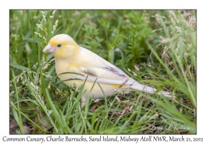 Common Canary