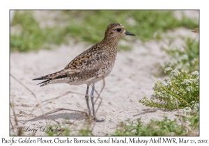 Pacific Golden Plover