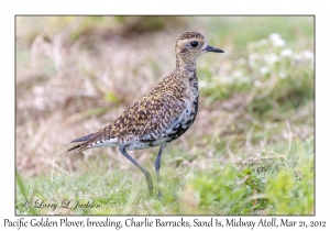 Pacific Golden Plover