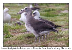 Laysan-Black-footed Albatross hybrid