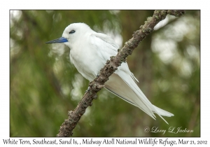 White Tern