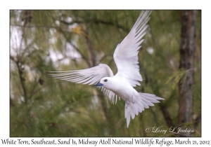 White Tern