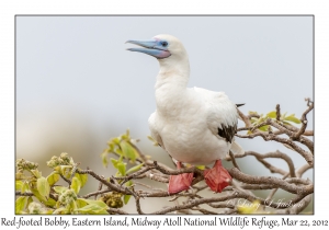 Red-footed Booby