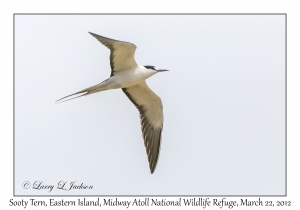 Sooty Tern