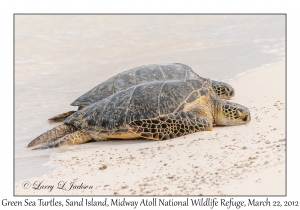 Green Sea Turtles