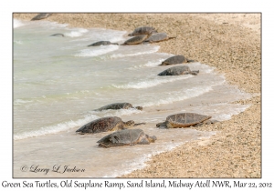 Green Sea Turtles