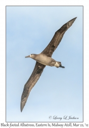 Black-footed Albatross