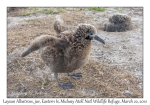 Laysan Albatross chick