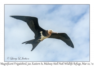 Magnificent Frigatebird