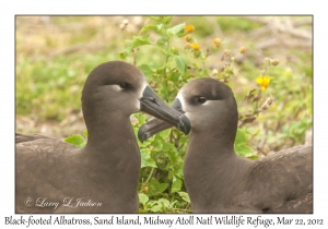 Black-footed Albatross